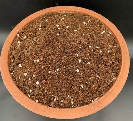 植物移植後照顧