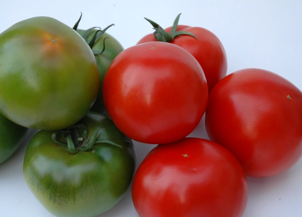 黑柿番茄種植間距