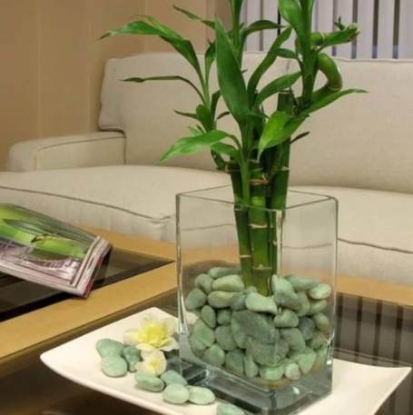 富贵竹水培 富贵竹水培