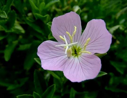 六瓣花園藝 六瓣花園藝