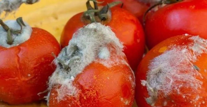 番茄爛掉可以吃嗎