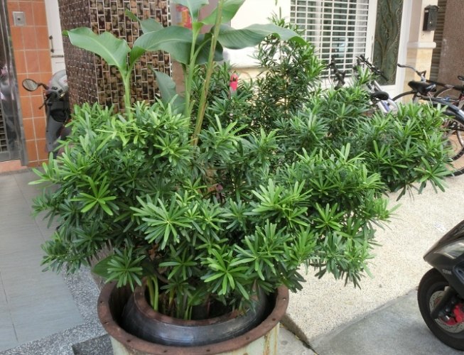 羅漢松病蟲害 羅漢松病蟲害