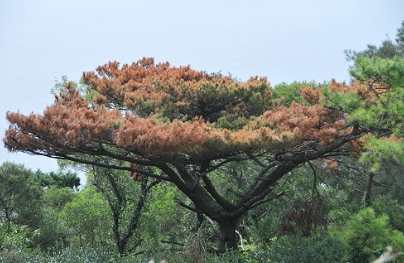 松樹病害 松樹病害