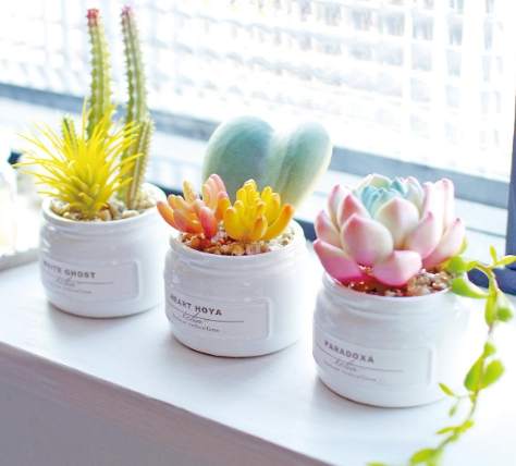 淨化空氣小盆栽