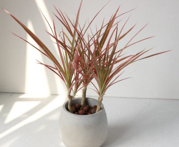 室內綠植 室內綠植