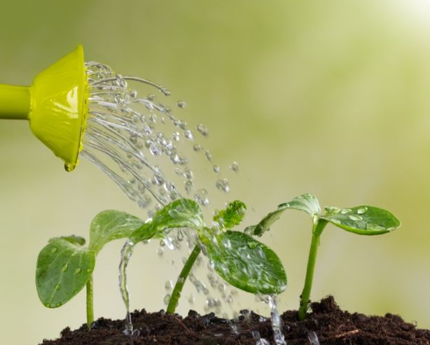 水澆太多怎麼辦 水澆太多怎麼辦
