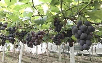 葡萄種植方法 葡萄種植方法