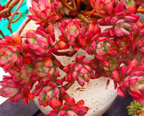 多肉植物土香港推薦