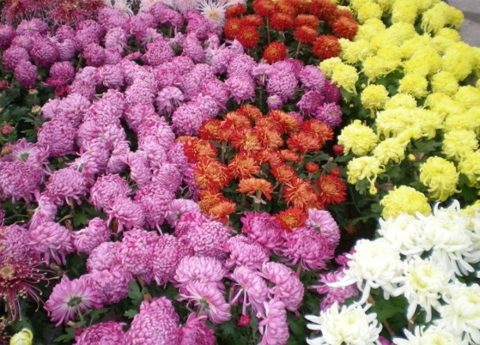 秋菊種植方法 秋菊種植方法