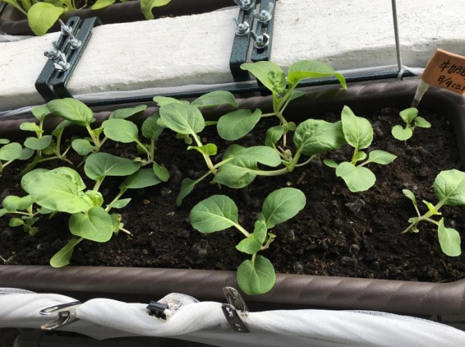 陽台種菜 陽台種菜