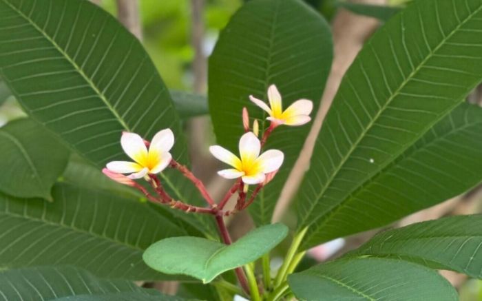 驅蚊植物 驅蚊植物