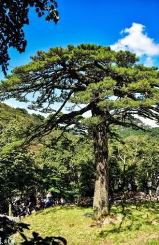 黑松日照不足處理 黑松日照不足處理