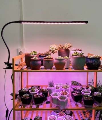 多肉植物日光燈 多肉植物日光燈