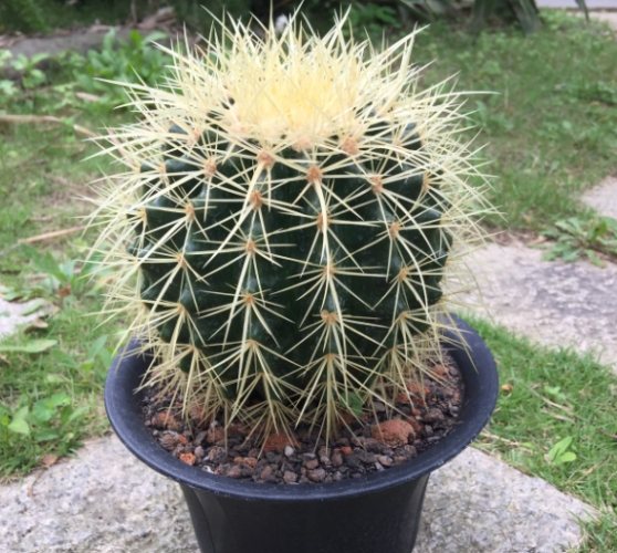 仙人掌腐爛原因 仙人掌腐爛原因