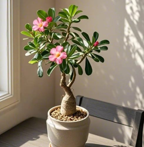 沙漠玫瑰養護 沙漠玫瑰養護