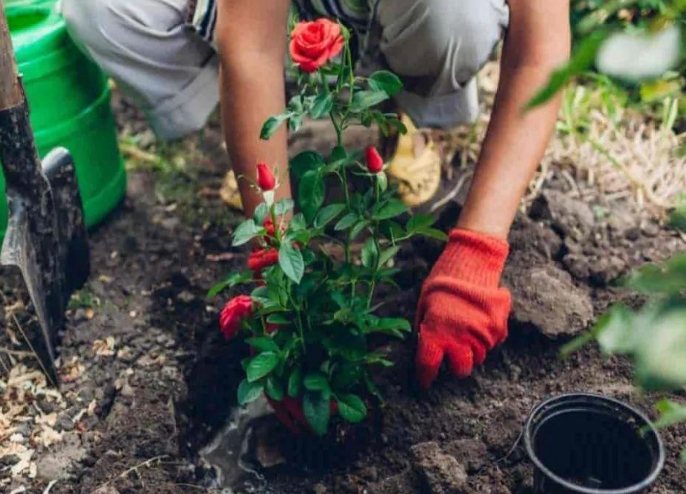 植物不換盆會怎樣