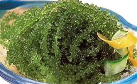 海葡萄 入境 規定 海葡萄 入境 規定