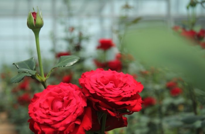 玫瑰葉子變黃的原因 玫瑰葉子變黃的原因