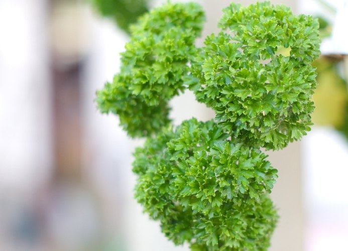 巴西里病虫害防治