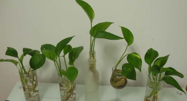 黃金葛的根可以剪嗎