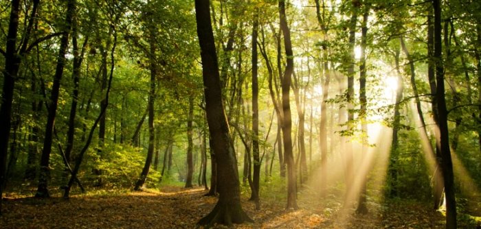 樹木養護技巧 樹木養護技巧