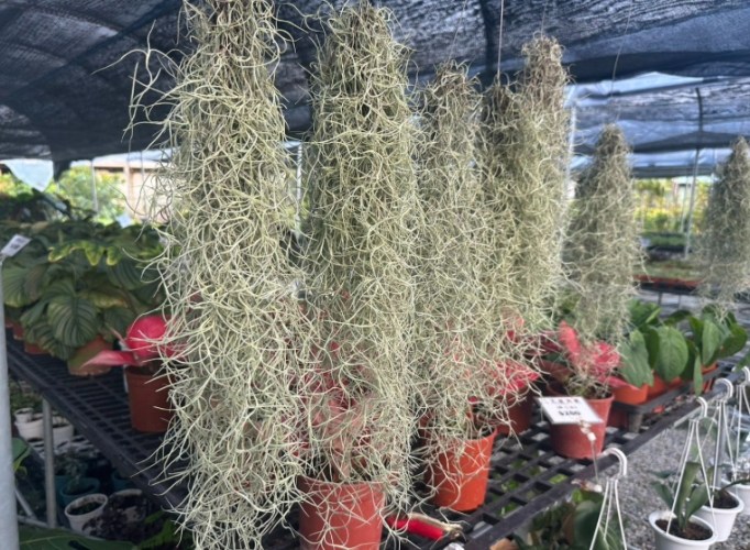 松蘿功效 松蘿功效