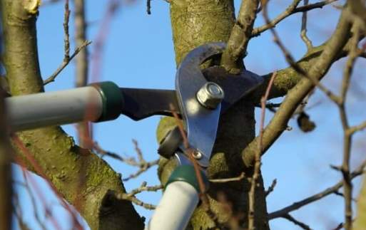 樹木修剪方法 樹木修剪方法