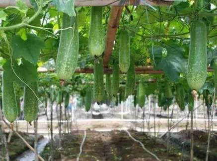 節瓜種植