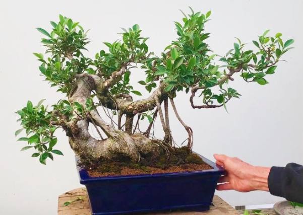 盆景技巧
