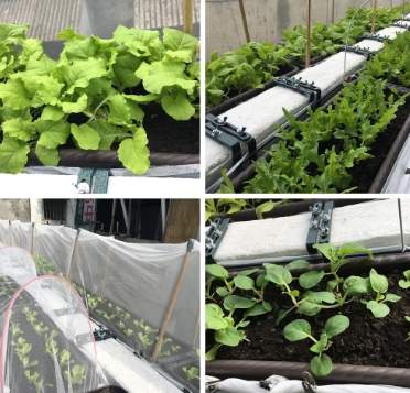 陽台種菜半日照 陽台種菜半日照