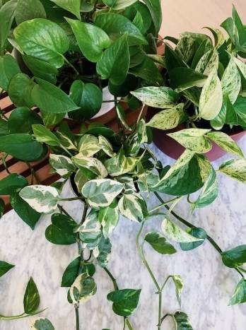 大理石黃金葛照顧 大理石黃金葛照顧