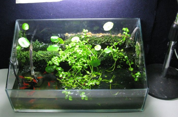 魚菜共生適合植物 魚菜共生適合植物