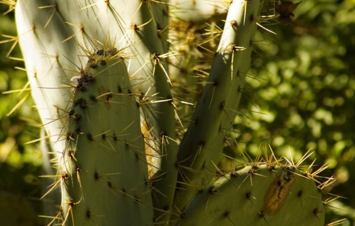 仙人掌站不起來 仙人掌站不起來