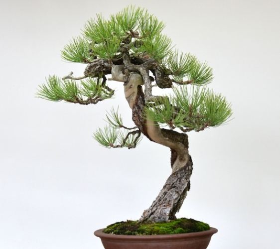 松樹病蟲害防治 松樹病蟲害防治