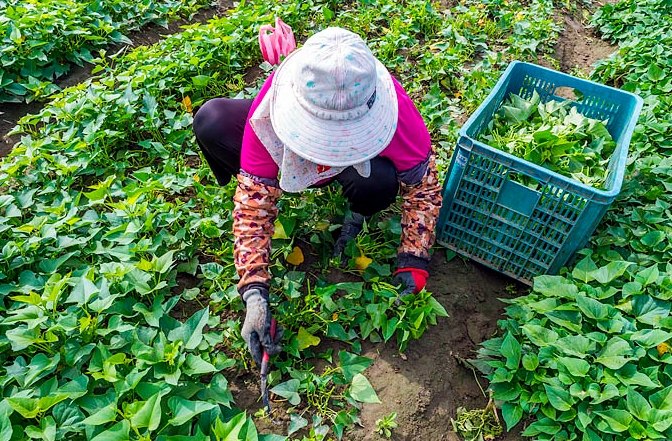 農作物收成季節