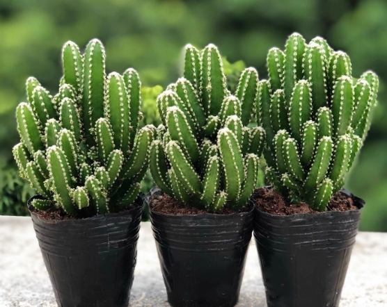 仙人掌病害防治 仙人掌病害防治