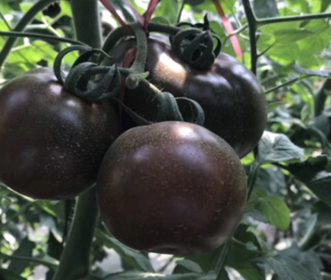 黑柿番茄盆栽全攻略：從種植到豐收的陽台園藝秘訣