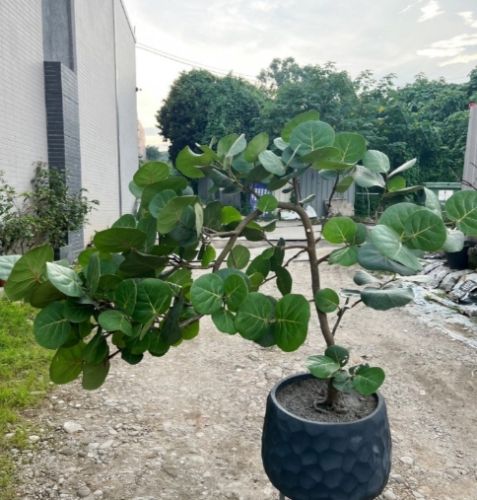 海葡萄植物種植 海葡萄植物種植