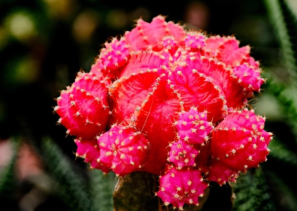 仙人掌種植方式