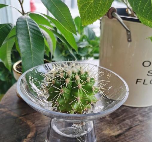 仙人掌施肥方法 仙人掌施肥方法