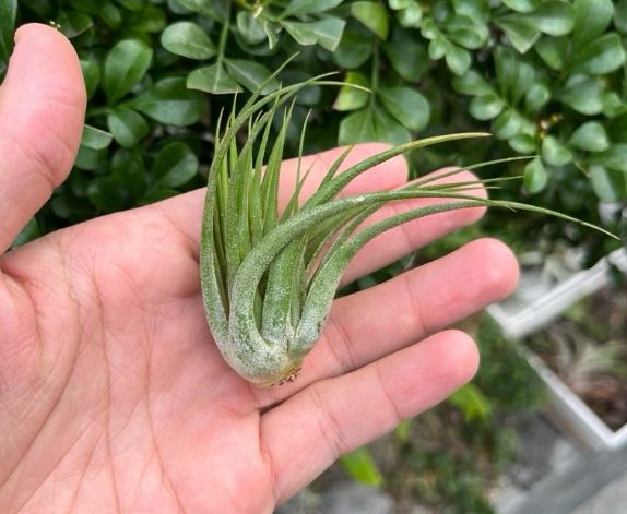 松蘿使用方法 松蘿使用方法