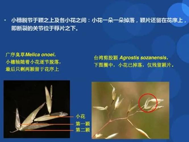 莎草科植物特徵