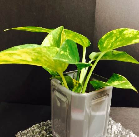 萬年青養護方法 萬年青養護方法