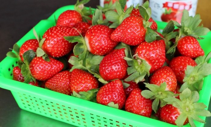 新竹草莓園推薦 新竹草莓園推薦
