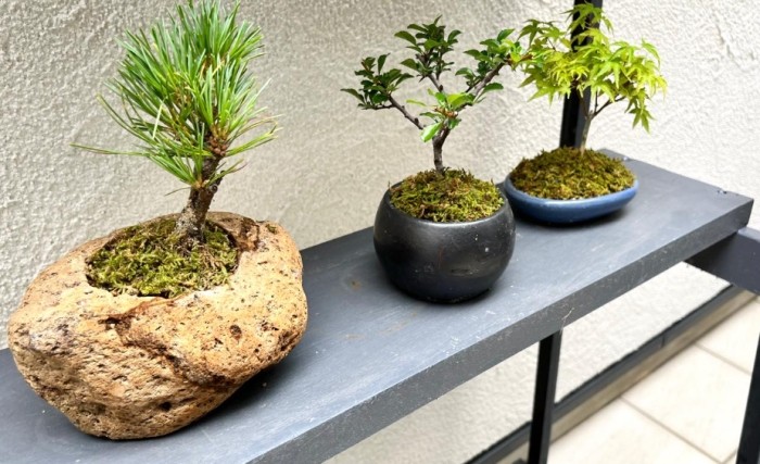 盆景選擇指南 盆景選擇指南