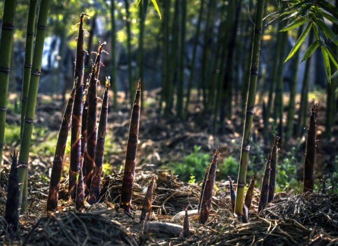 竹子繁殖技巧 竹子繁殖技巧