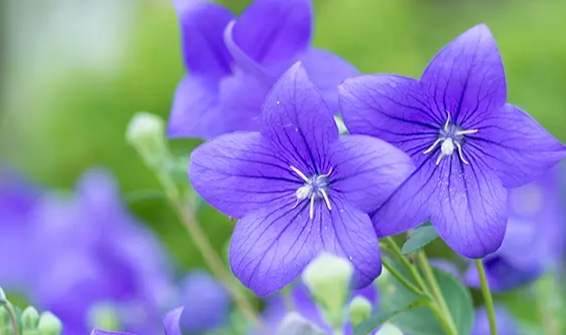 桔梗花色澤 桔梗花色澤