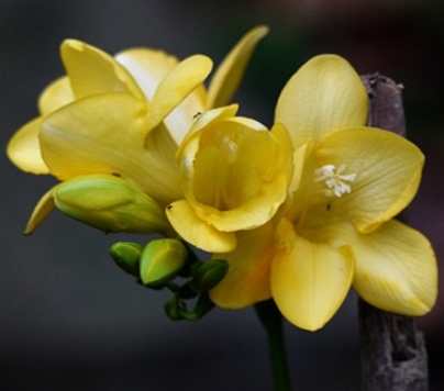 黃色小蒼蘭花語