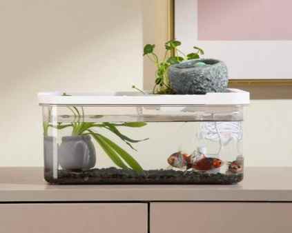 魚草共生魚缸 魚草共生魚缸