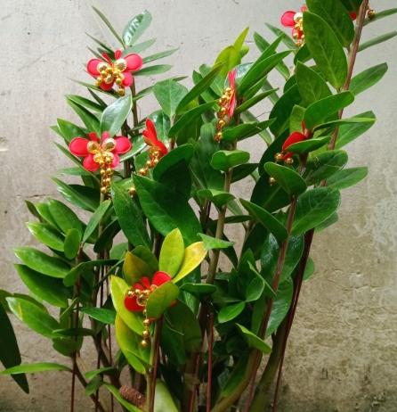 金錢樹球根照顧 金錢樹球根照顧